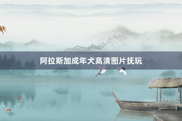 阿拉斯加成年犬高清图片抚玩
